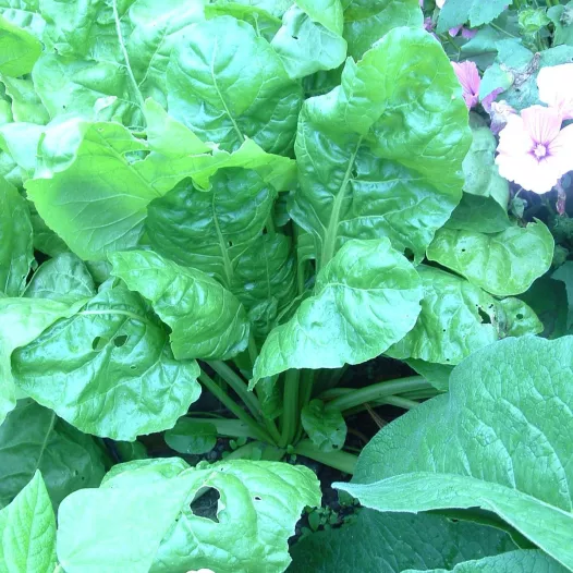 Semences bio de Côte de bette Verte à couper