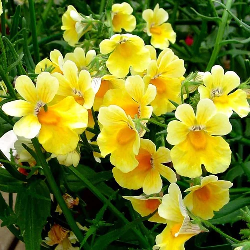 Équipement pour le jardin：Némésia Sunsatia - Le pot de 0,7 litre