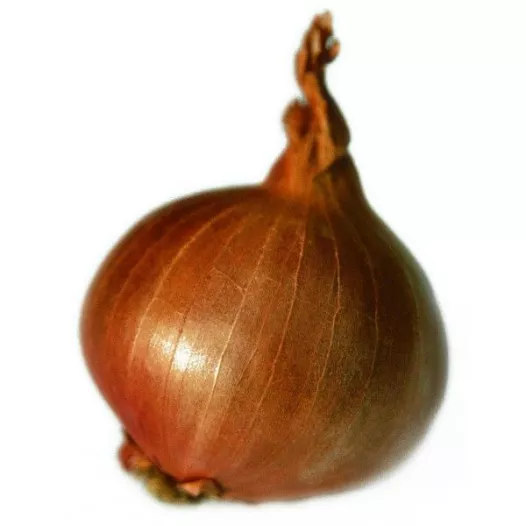 Plants bio : Echalote Red Sun 500g