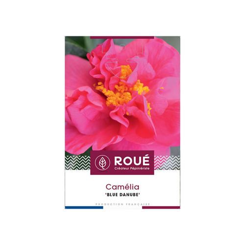CAMELIA 'BLUE DANUBE' - POT 4 L