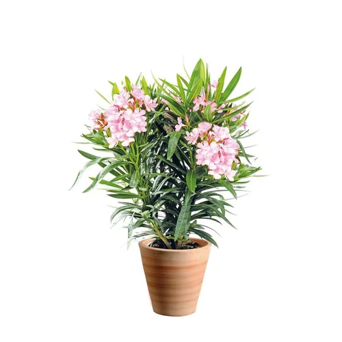 Déco au jardin：Laurier rose Nerium Oleander bicolore 75/85 cm