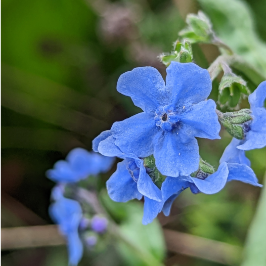Cynoglosse charmant | Semences bio et reproductibles