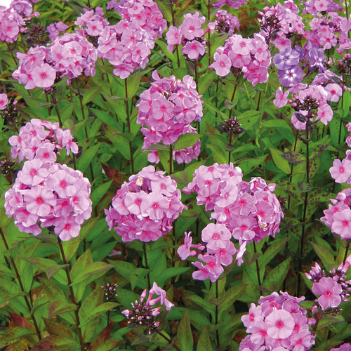 PHLOX MOUSSE - POT DE 1L