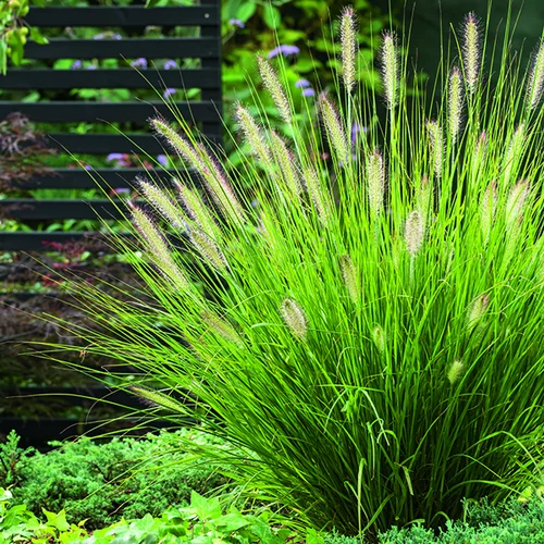 Pour votre confort au jardin：Herbe-aux-Écouvillons Hameln vert botanic®. Le pot de 7,5 litres