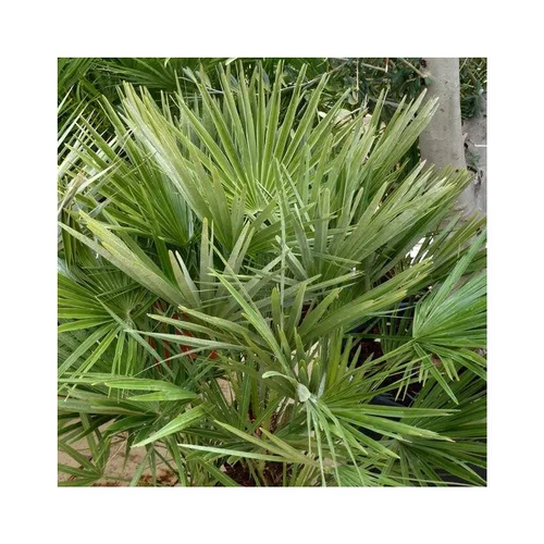 Jardin durable：Palmier nain Chamaerops Humilis vert. Le pot de 7 litres