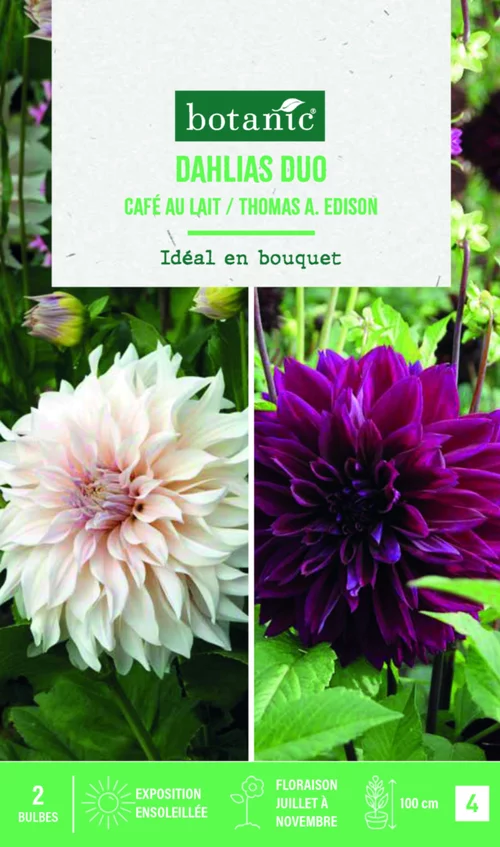 Solution simple：Bulbes de fleurs duo de Dahlias décoratifs Café au lait / Thomas Edison botanic® - 2 bulbes
