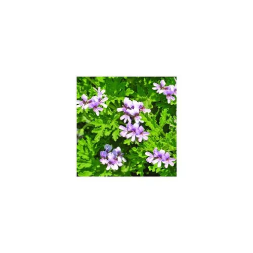 Idéal au jardin：Géranium odorant citronnelle - Le pot de 1 litre
