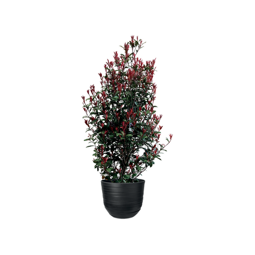 PHOTINIA X FRASERI CARRÉ ROUGE - POT DE 10L