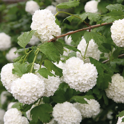 VIORNE BOULE DE NEIGE - POT 5L