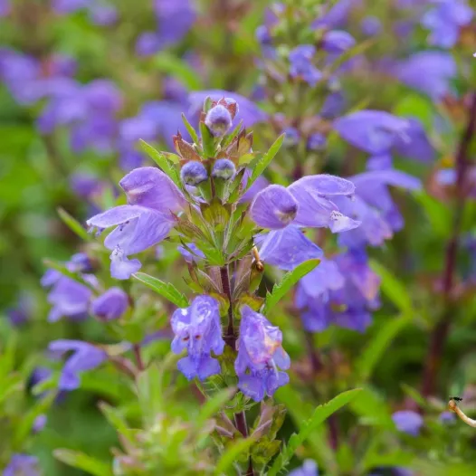 Dracocéphale uit Moldavie | Bio en zaadvaste bloemenzaden