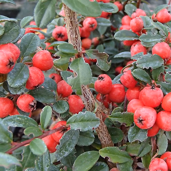 6 x Cotonéaster 'Coral Beauty' – Cotoneaster suecicus 'Coral Beauty', 20, 25 cm godet de 9cm x 9cm