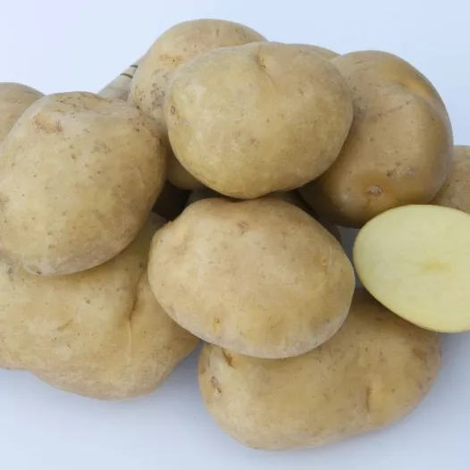 Pomme de terre Sirtema - 1kg