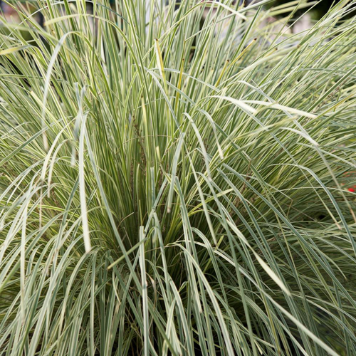 LOMANDRA WHITE - POT DE 3L