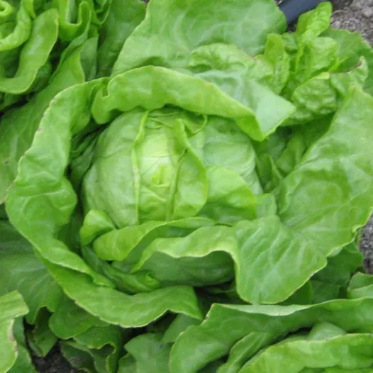 Biologische zaden van Kropsla Blonde de Laeken