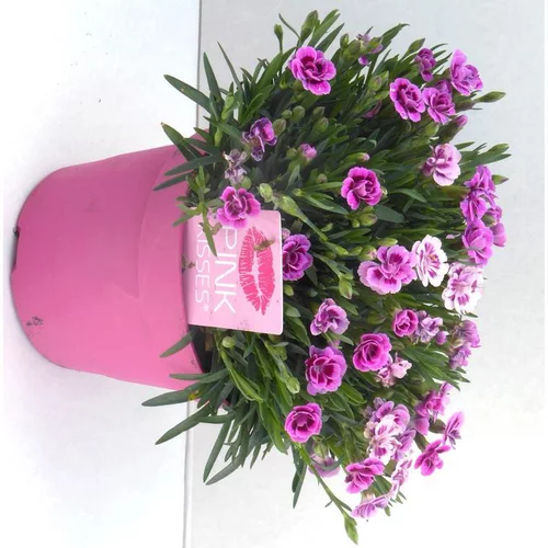 Accessoire pour le jardin：Dianthus Pink Kisses - Le pot de 1 litre