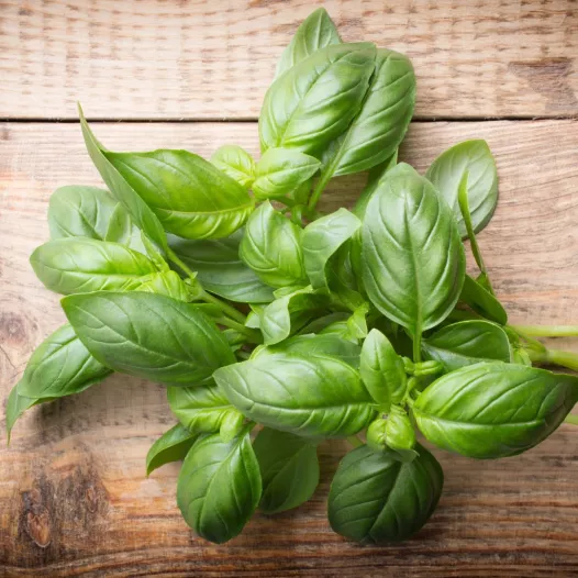Basilicum grote groene | Aromatische en kruiden zaden