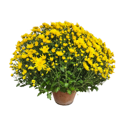 CHRYSANTHÈME - POT DE 3L EN TERRE CUITE