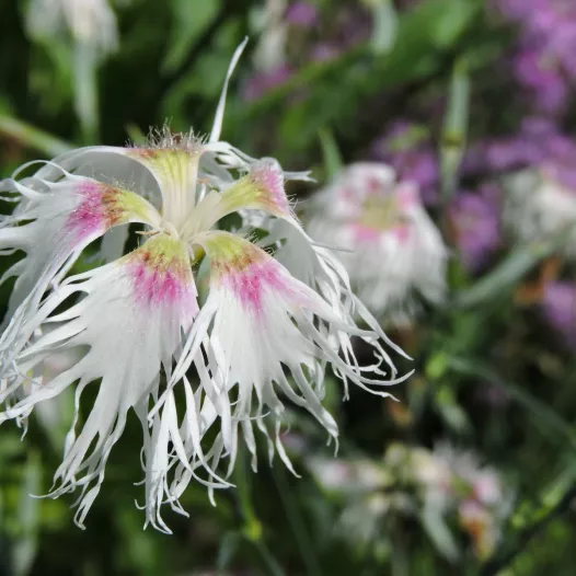 Graines bio d'Oeillet Rainbow Loveliness