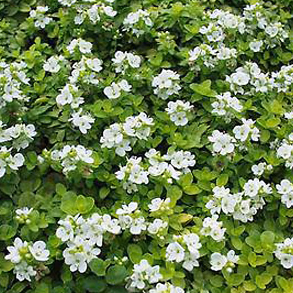6 x Véronique rampante – Veronica repens, godet 9cm x 9cm