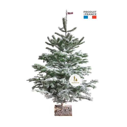 SAPIN ABIES NORDMANN GIVRÉ + SOCLE EN BOIS - 70/90CM