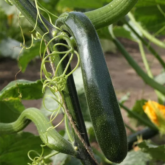 Courgette grimpante Ola Escaladora | Semences bio et reproductibles