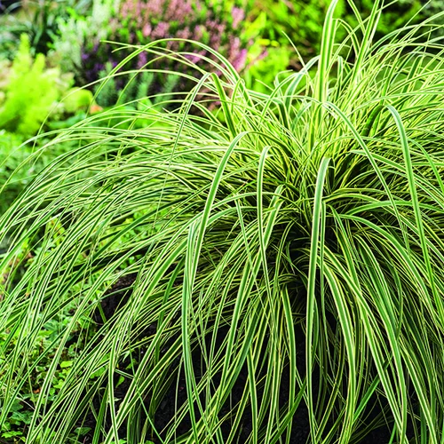 Pour un jardin accueillant：Carex Feather Falls vert botanic®. Le pot de 2 litres
