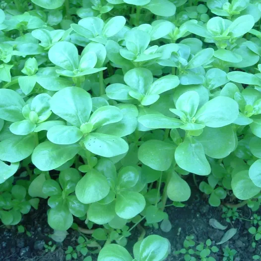 Semences bio de Pourpier d'été vert