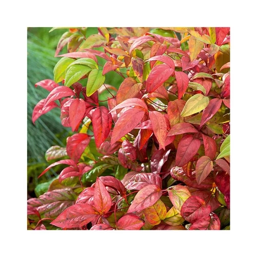 Jardin et déco：Nandina Domestica Fire Power rouge en pot de 2 L
