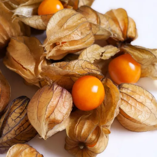 Semences bio de Physalis "Cerise de terre"