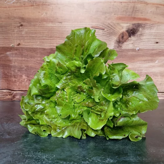 Bio zaden van Bataviasla Gloire du Dauphinée