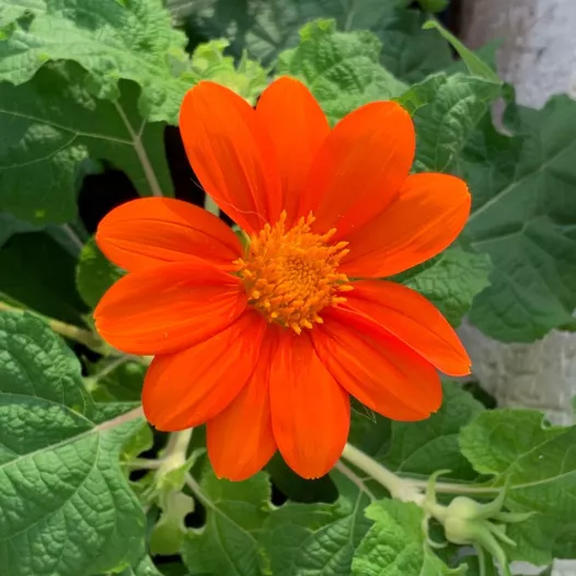 Bio zaden van Tithonia