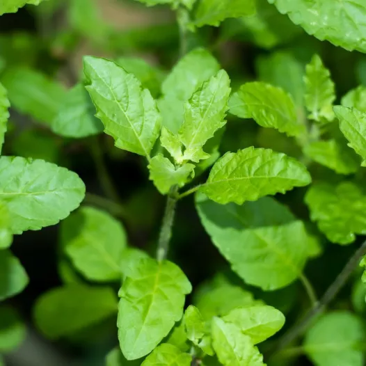 Basilic Tulsi (basilic sacré) | Aromatiques