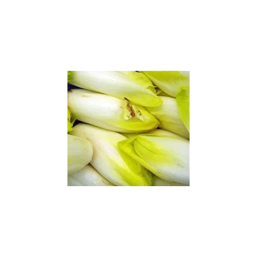 Biologische zaden van Brusselse chicorei Witloof uit Brussel