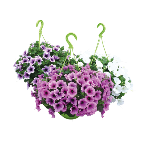 SUSPENSION DE PÉTUNIA - POT Ø27CM