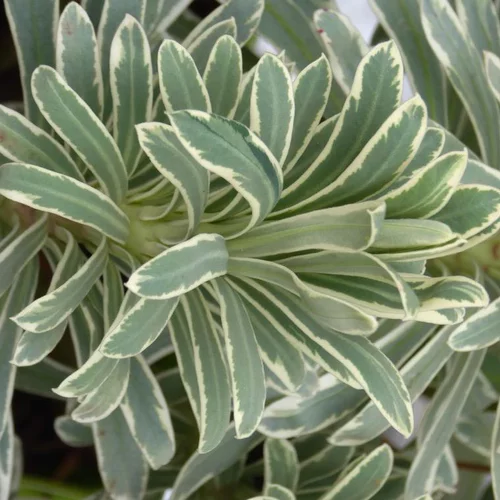 Pour votre jardin：Euphorbia Characias 'Tasmanian Tiger' - Le pot de 2 litres