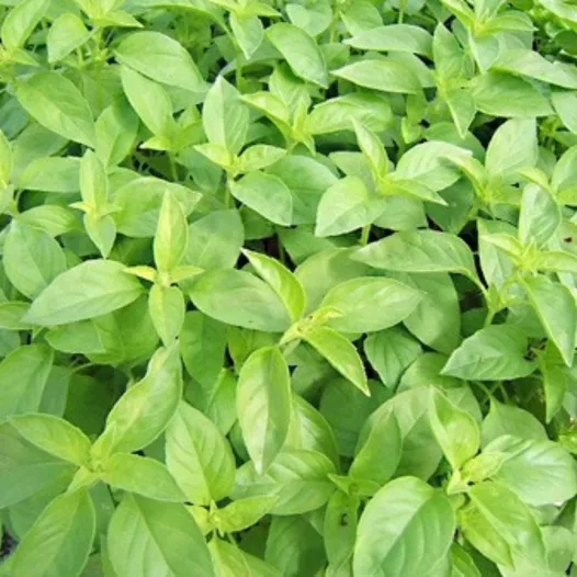 Graines de basilic citronnelle bio | Graines aromatiques