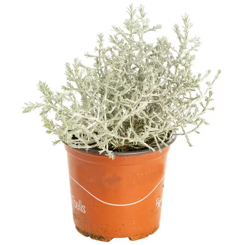 Jardin extérieur：Calocéphalus - Le pot de 1 litre