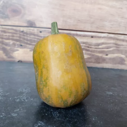 Bio zaden van Muskuspompoen Honeynut