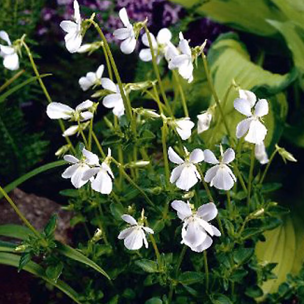 6 x Violette à parfum 'Alba' – Viola odorata 'Alba' | godet 9cm x 9cm