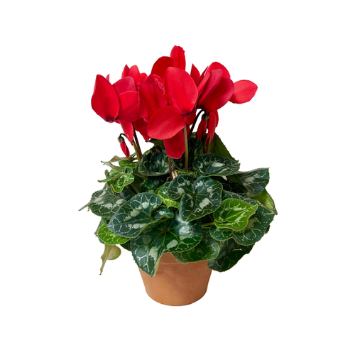 CYCLAMEN AVEC POT EN TERRE CUITE - POT ∅30CM