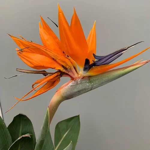Pour plus de confort au jardin：Oiseau de Paradis (Strelitzia Reginae) 80/100. Le pot de 15 litres