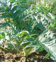 Pour profiter pleinement de l’extérieur：Cardon Bio. La barquette de 3 plants