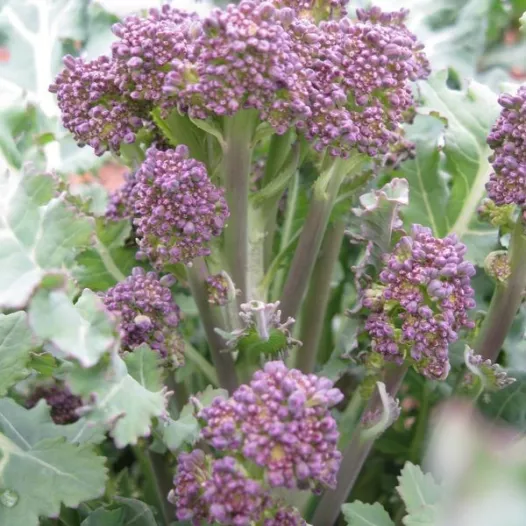 Semences bio de Chou Brocoli à jets violets