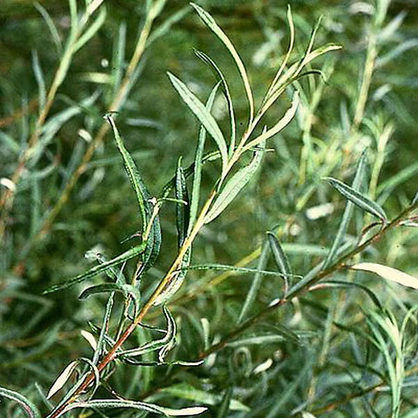 2 x Saule à feuilles d'argousier 'Angustifolia' – Salix elaeagnos 'Angustifolia', 50, 60 cm pot