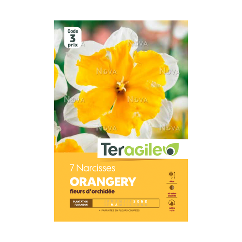 BULBES DE NARCISSES 'ORANGERY' FLEURS D'ORCHIDÉE - TERAGILE® - X7