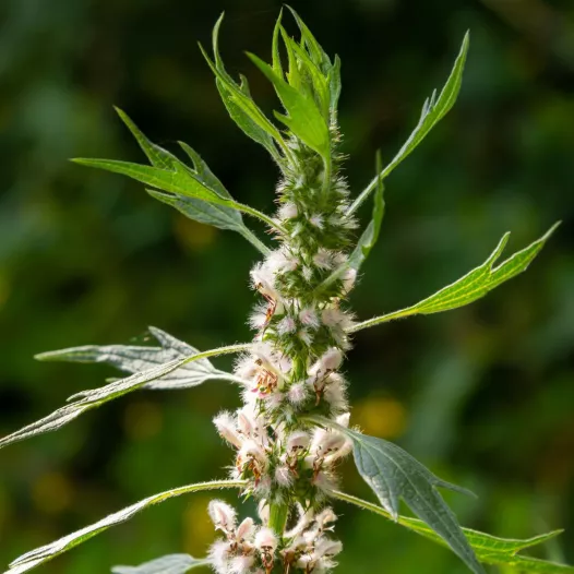 Agripaume | Fleurs bio et reproductibles