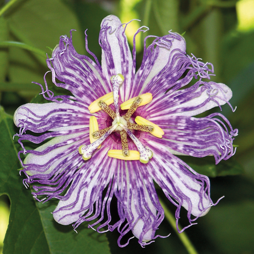 PASSIFLORE - EIA POPEIA - POT DE 4L