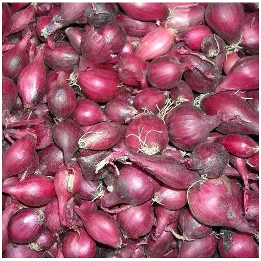 Plants bio : Oignon rouge Red Baron - 250 gr