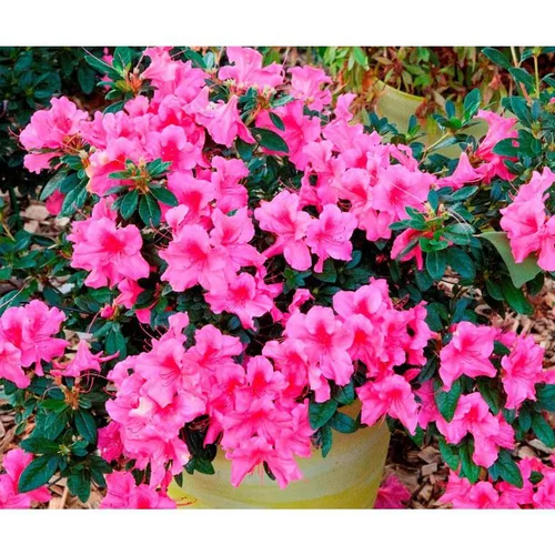 Jardin et déco：Azalée Encore Sundance rose. Le pot de 4 litres