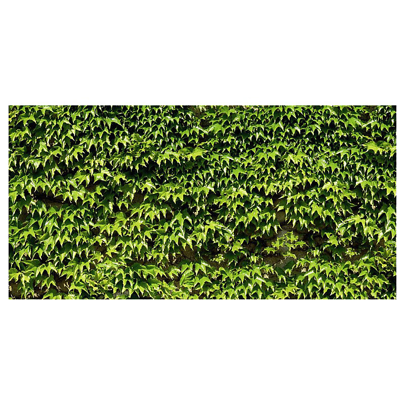 Brise vue imprimé VIGNE VIERGE – H.1.5 x L.3 m | 100% occultant | Made in France par Scenolia + kit de fixation offert